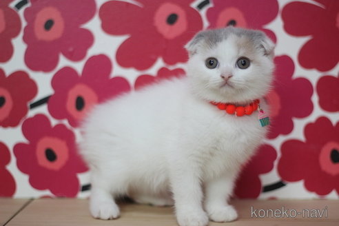 成約済の東京都のスコティッシュフォールド(折れ耳)-68569の3枚目