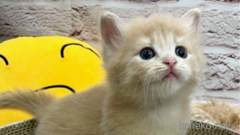 成約済の埼玉県のサイベリアン-68254の6枚目