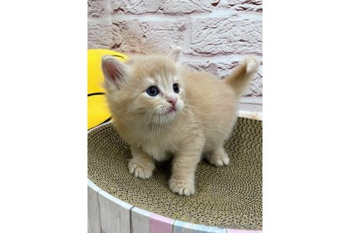 成約済の埼玉県のサイベリアン-68254の5枚目