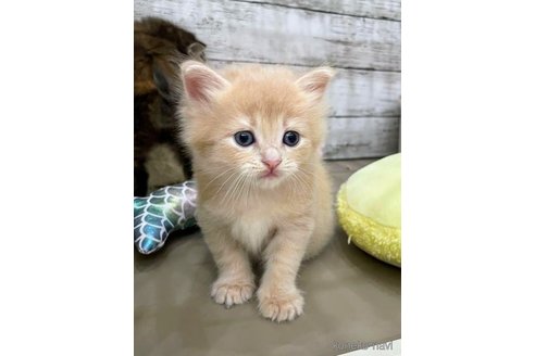 成約済の埼玉県のサイベリアン-68254の4枚目