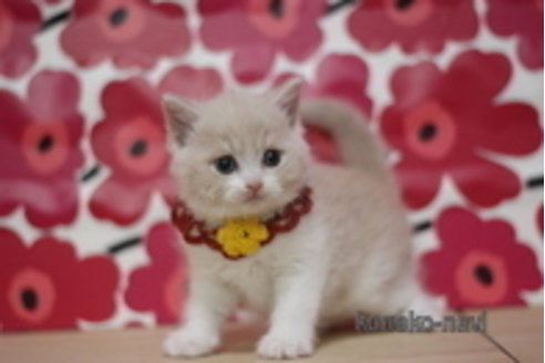 成約済の東京都のマンチカン-68571の2枚目