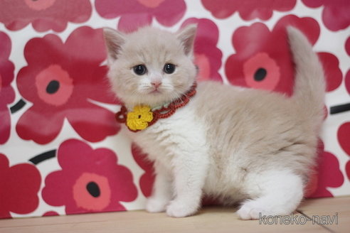 成約済の東京都のマンチカン-68571の1枚目