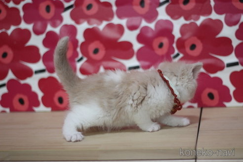 成約済の東京都のマンチカン-68571の3枚目