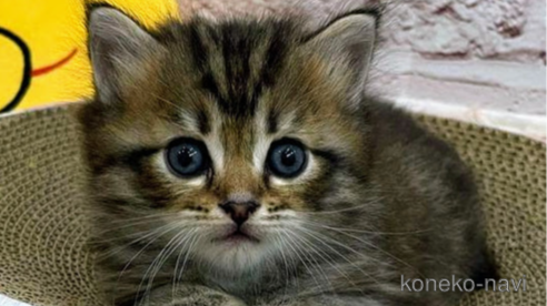 成約済の埼玉県のサイベリアン-68252の1枚目