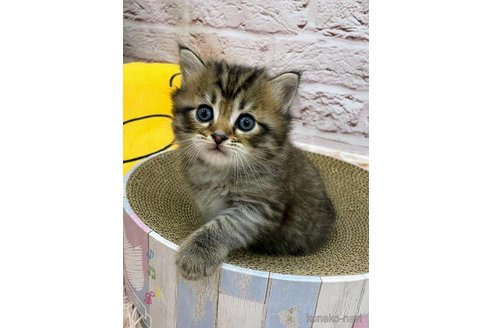 成約済の埼玉県のサイベリアン-68252の3枚目