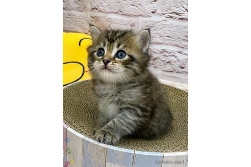 成約済の埼玉県のサイベリアン-68252の2枚目