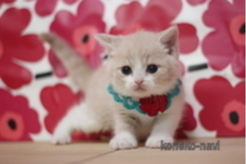 成約済の東京都のマンチカン-68573の3枚目