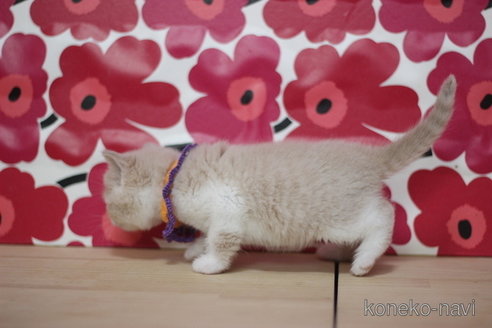 成約済の東京都のマンチカン-68574の3枚目