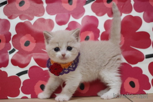 成約済の東京都のマンチカン-68574の1枚目