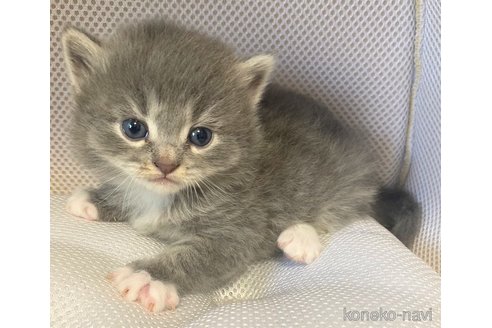 成約済の埼玉県のサイベリアン-68094の5枚目