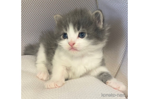 成約済の埼玉県のサイベリアン-68096の8枚目