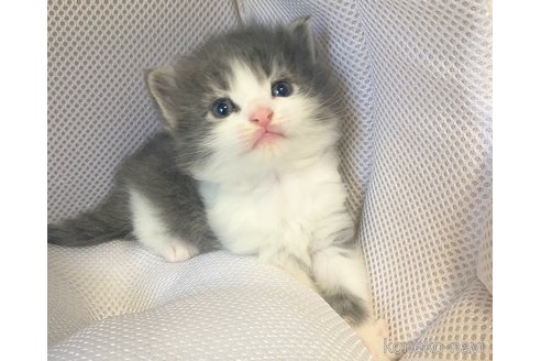 成約済の埼玉県のサイベリアン-68096の7枚目