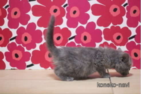 成約済の東京都のマンチカン-68576の3枚目