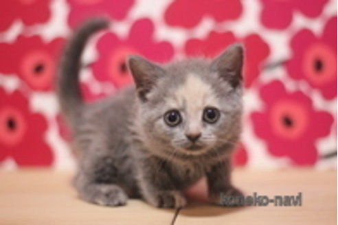 成約済の東京都のマンチカン-68576の1枚目