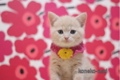 成約済の東京都のスコティッシュフォールド-68577の3枚目