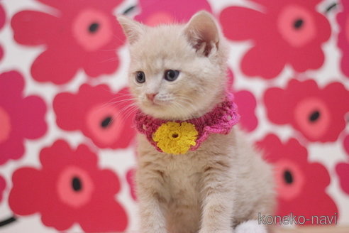 成約済の東京都のスコティッシュフォールド-68577の2枚目