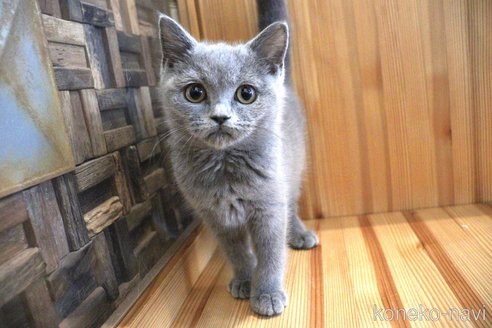 成約済の大阪府のブリティッシュショートヘア-67103の21枚目