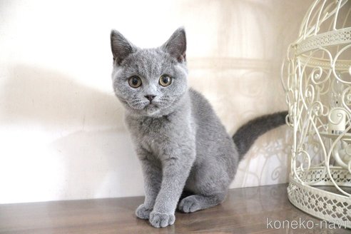 成約済の大阪府のブリティッシュショートヘア-67105の17枚目