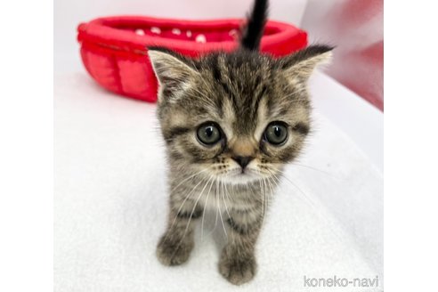 成約済の愛知県のスコティッシュフォールド-68599の2枚目