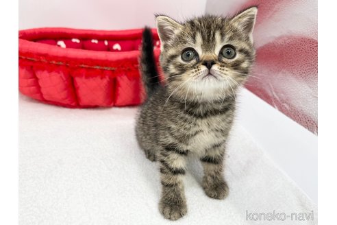 成約済の愛知県のスコティッシュフォールド-68599の1枚目