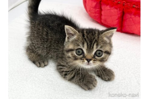 成約済の愛知県のスコティッシュフォールド-68599の4枚目