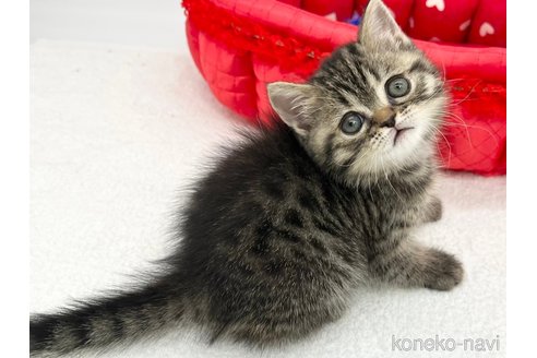 成約済の愛知県のスコティッシュフォールド-68600の1枚目