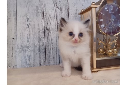 成約済の東京都のラグドール-68609の3枚目