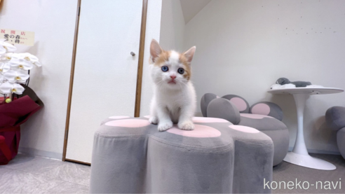 販売中の茨城県のスコティッシュフォールド-68646