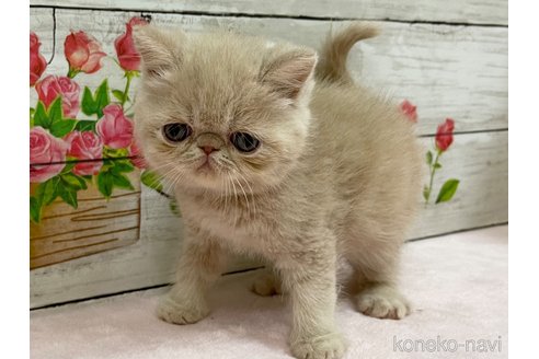 成約済の山梨県のエキゾチックショートヘア-68681の3枚目
