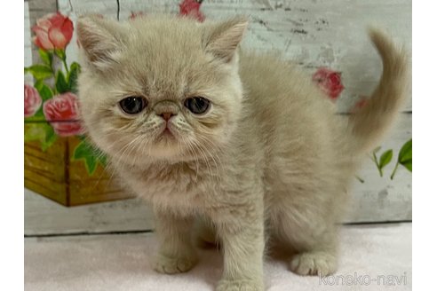成約済の山梨県のエキゾチックショートヘア-68681の4枚目