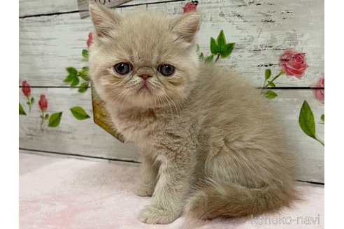 成約済の山梨県のエキゾチックショートヘア-68681の6枚目