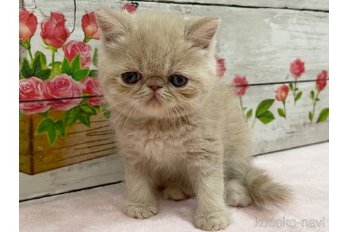 成約済の山梨県のエキゾチックショートヘア-68681の5枚目