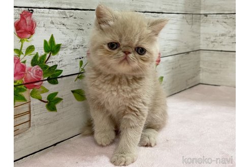 成約済の山梨県のエキゾチックショートヘア-68681の2枚目