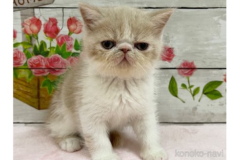 成約済の山梨県のエキゾチックショートヘア-68682の4枚目