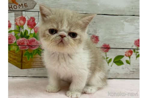 成約済の山梨県のエキゾチックショートヘア-68682の5枚目