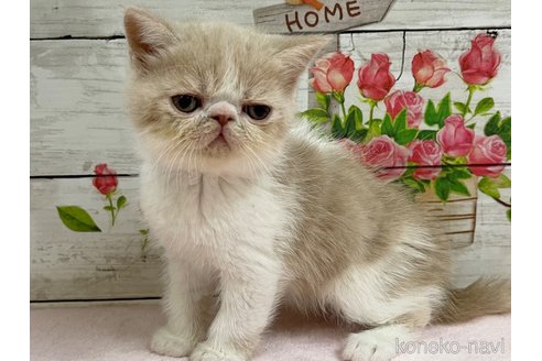 成約済の山梨県のエキゾチックショートヘア-68682の6枚目