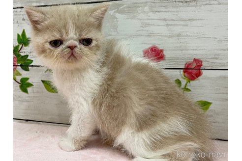 成約済の山梨県のエキゾチックショートヘア-68682の7枚目