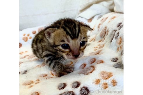 成約済の静岡県のベンガル-68710の33枚目