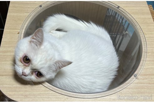 成約済の埼玉県のミックス-62513の37枚目