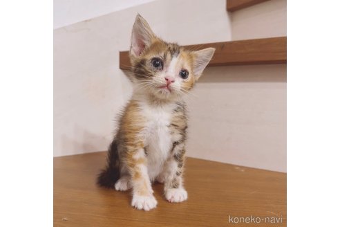 販売中の東京都のアメリカンショートヘア-68751