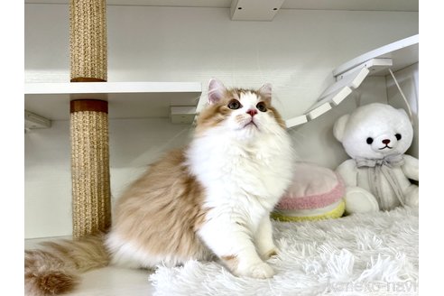 成約済の神奈川県のサイベリアン-63887の1枚目