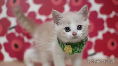 成約済の東京都のスコティッシュフォールド-68767