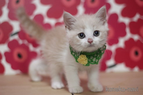 成約済の東京都のスコティッシュフォールド-68767の3枚目