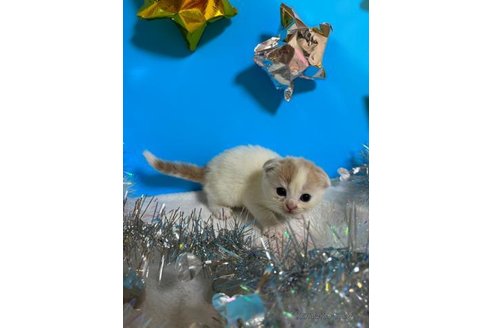 成約済の大阪府のスコティッシュフォールド(折れ耳)-68769の4枚目