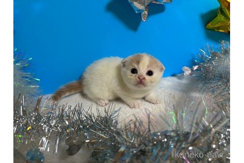 成約済の大阪府のスコティッシュフォールド(折れ耳)-68769の5枚目