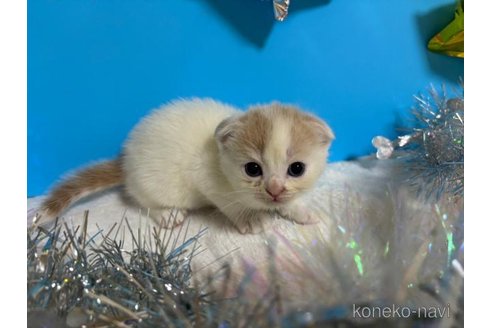 成約済の大阪府のスコティッシュフォールド(折れ耳)-68769の3枚目