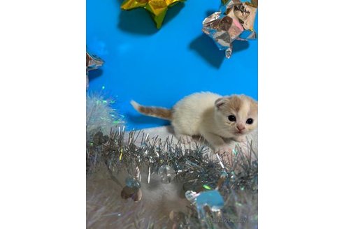 成約済の大阪府のスコティッシュフォールド(折れ耳)-68769の2枚目