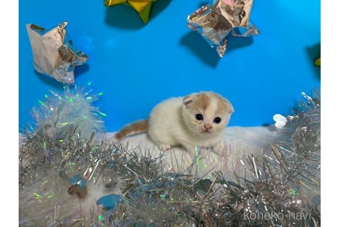 成約済の大阪府のスコティッシュフォールド(折れ耳)-68769の1枚目