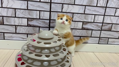 成約済の福岡県のマンチカン(短足)-68805の2枚目
