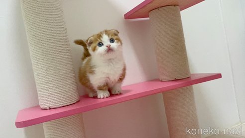 成約済の福岡県のマンチカン(短足)-68805の6枚目